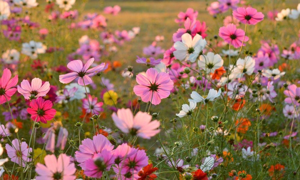 What to See in Japan in Autumn: A Month-by-Month Bloom Guide