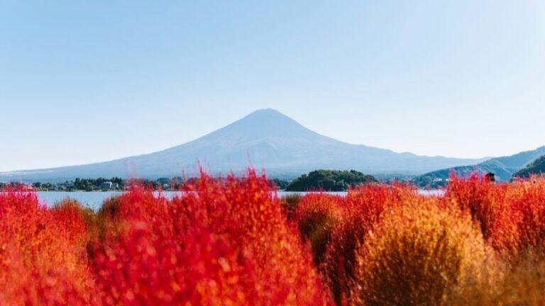 What to See in Japan in Autumn: A Month-by-Month Bloom Guide
