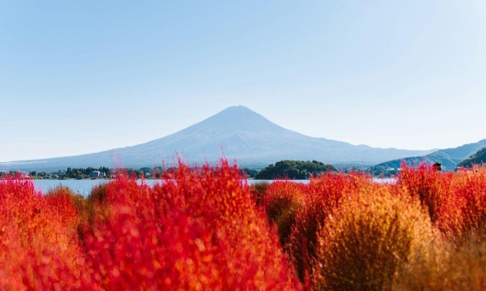 What to See in Japan in Autumn: A Month-by-Month Bloom Guide