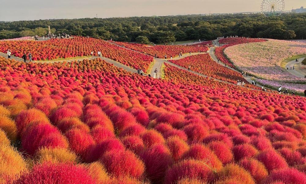 (Kochia) What to See in Japan in Autumn: A Month-by-Month Bloom Guide
