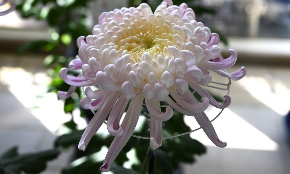 (Kiku) What to See in Japan in Autumn: A Month-by-Month Bloom Guide