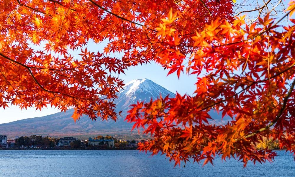 (Momiji) What to See in Japan in Autumn: A Month-by-Month Bloom Guide