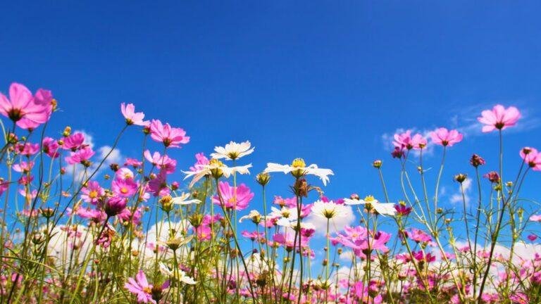 The Best Cosmos Spots In Yokohama And Kanagawa