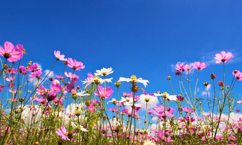 The Best Cosmos Spots In Yokohama And Kanagawa