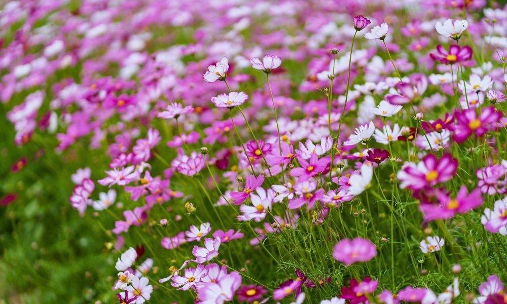 The Best Cosmos Spots In Yokohama And Kanagawa