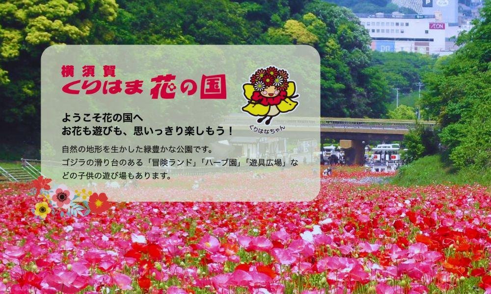 The Best Cosmos Spots In Yokohama And Kanagawa