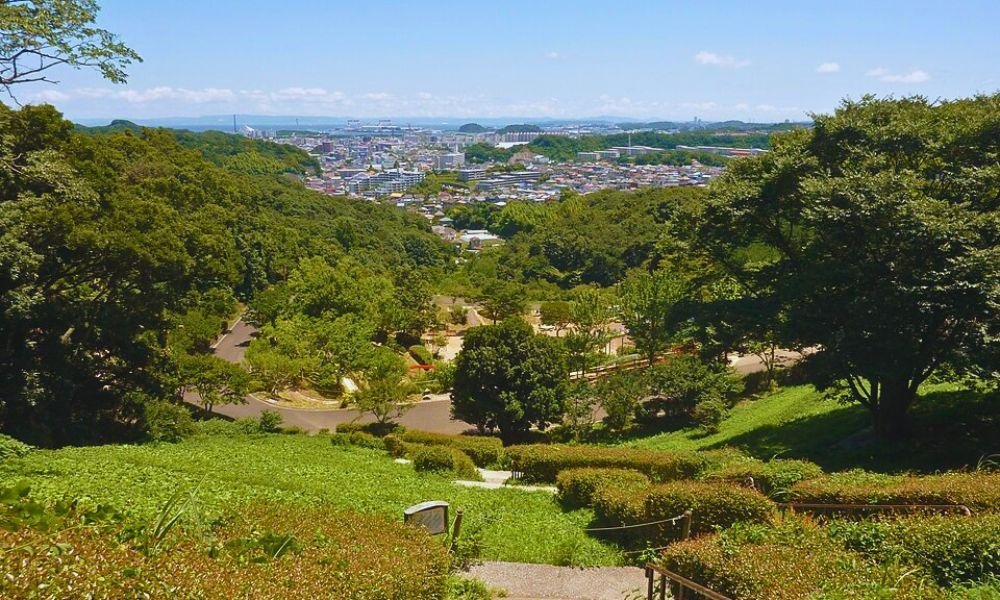 The Best Cosmos Spots In Yokohama And Kanagawa