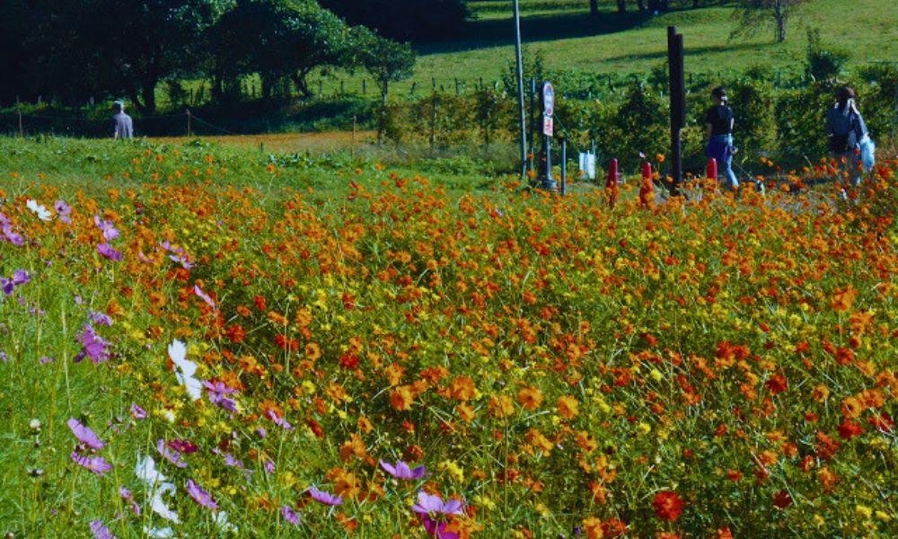 The Best Cosmos Spots In Yokohama And Kanagawa