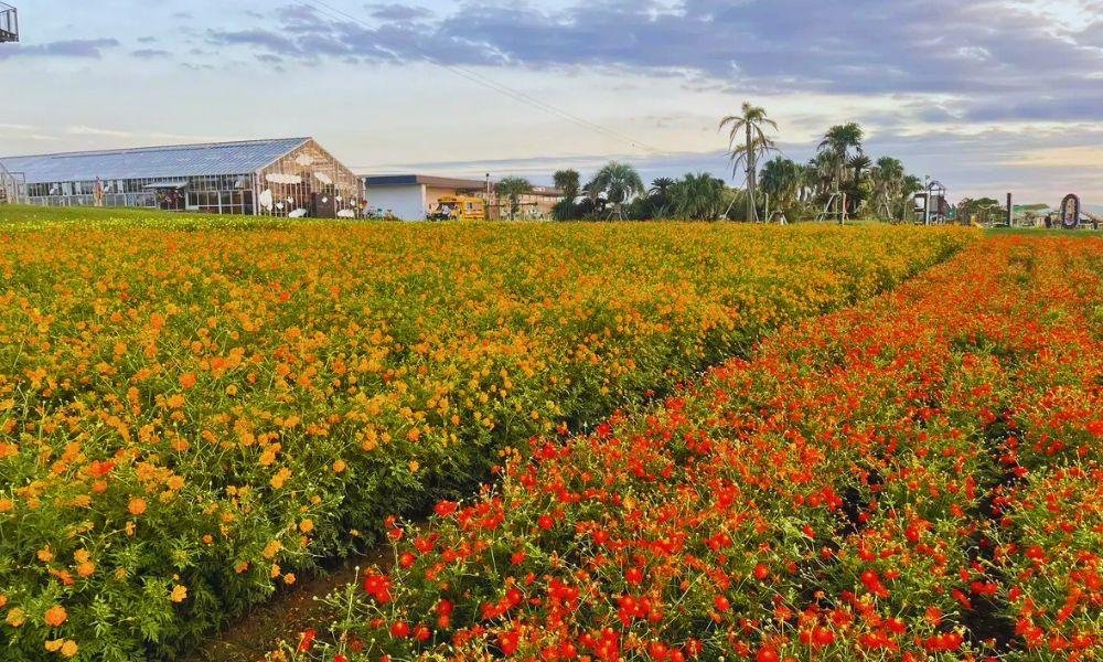 The Best Cosmos Spots In Yokohama And Kanagawa